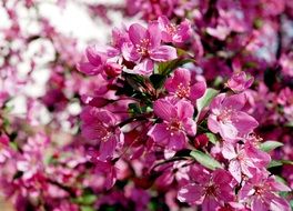 striking spring natural pink