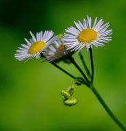 isolated daisies flower plant close-up