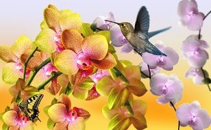 hummingbirds over colorful orchids as a digital image