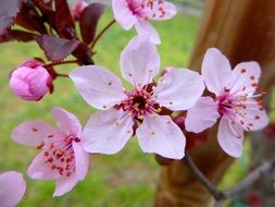 White and pink flowers in spring