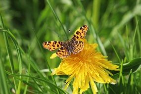 tiger butterfly on a yellow dandelion