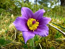 purple pulsatilla vulgaris with yellow stamens