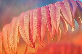 red leaves in early autumn