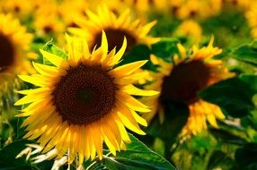 field with a young yellow sunflower