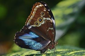 Morpho butterfly on leaf