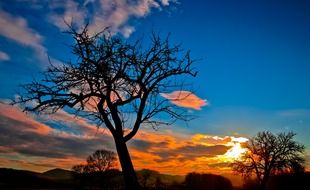 black tree on the background of a beautiful sunset