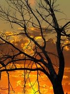 Landscape with the tree and sunset