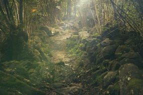 mystical path in a forest