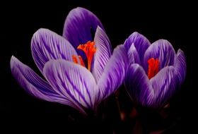 crocus bloom spring