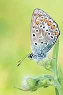 butterfly macro