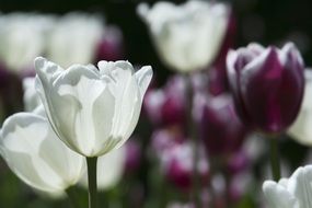 Colorful flowers blossom in spring