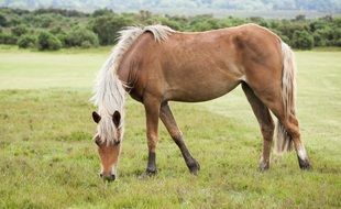 new forest pony