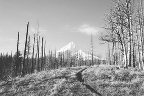 Landscape of snowy peak