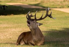 deer resting on green grass