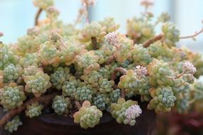 Fleshy garden plants