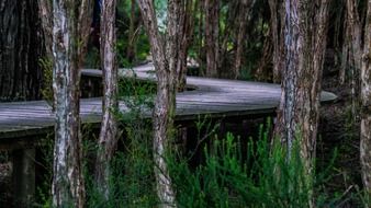 wooden path in the dark forest