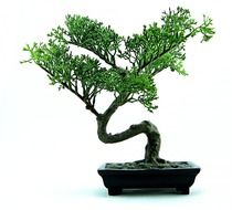 miniature green japanese plant