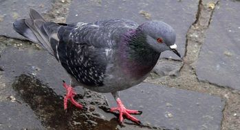 pigeon dove bird