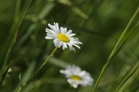 Anthemis cotula or mayweed