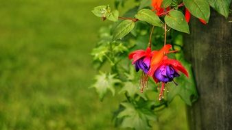 flowers fuchsia purple