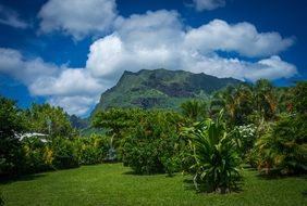 moorea garden south pacific tropical resort