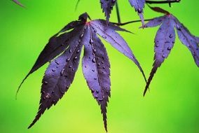leaf rain wet