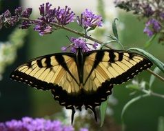 eastern tiger swallowtail butterfly on Buddleja davidii flowers, Papilio glaucus