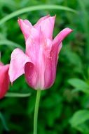 opening tulip blossom