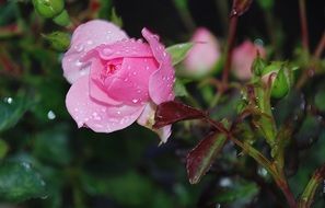 incredible rose pink flower