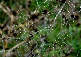cobweb in rain drops close up
