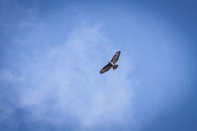 bird of prey with powerful wings high in the sky