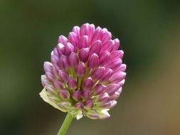 violet clover flower