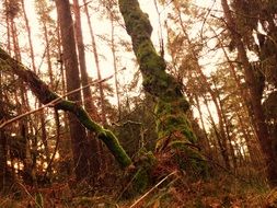 moss tree in the forest