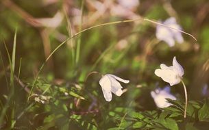 nice spring flowers nature