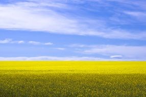 A yellow agricultural field against the sky