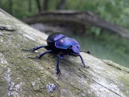 blue beetle on a tree