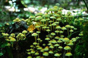 many small poisonous mushrooms