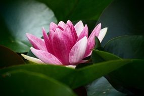 pink water lily with green leaves