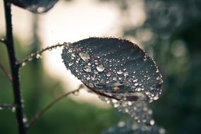 stunningly beautiful raindrop leaf