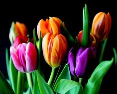bouquet of colorful tulips close-up