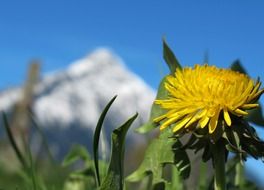 Spring flower on the background of the mountain