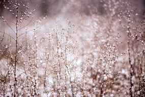 plants in snow snowfall white