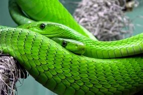bright poison green mamba