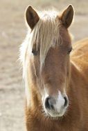 Muzzle of a wild pony closeup