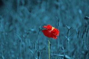 red poppy on the field in the evening in monochrome
