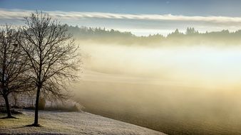 landscape of fog in winter morning bared trees view