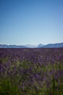 lavender field on a background of mountains