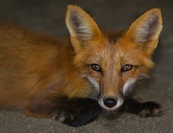 Wild beauty fox