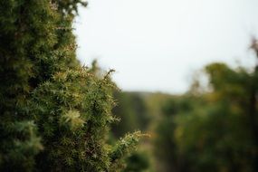 evergreen tree in the park