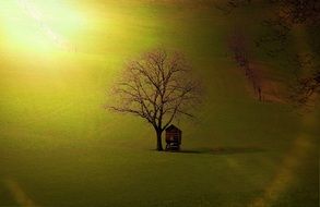 Landscape of the hut and the tree in bright sunlight